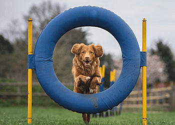 Sault Ste Marie dog trainer  Sault Ste Marie Kennel Club image 1