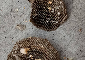 Sherwood Park Services d'extermination de parasites Savvy Pest Control, Ltd.