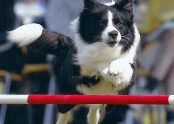 Burlington dog trainer Scholars In Collars Dog Training