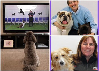 Burlington dog trainer Scholars In Collars Dog Training