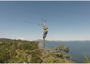 Victoria tree service Scotty Tree and Arborist