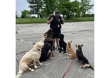 Scotty's Dog Training
