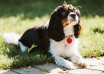 Saanich pet grooming Seaside Canine Dog Training & Grooming