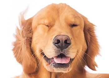 Saanich pet grooming Seaside Canine Dog Training & Grooming