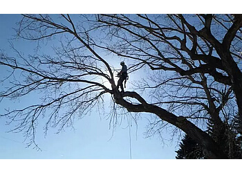 Lethbridge Services d'arboriculteur Second Nature Tree Care