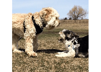 Oshawa dog walker See Blue Run