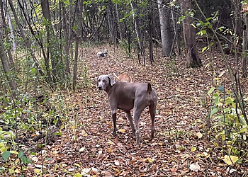 Seebluerun Dog Walking Services - Oshawa, ON Dog Walkers - Service Highlights