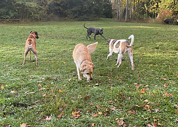 Seebluerun Dog Walking Services - Oshawa, ON Dog Walkers - Professional Highlights
