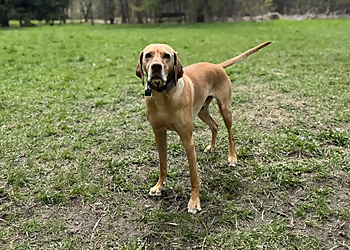 Seebluerun Dog Walking Services - Oshawa, ON Dog Walkers - Business Gallery Image