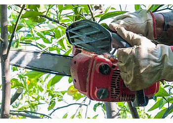 Newmarket Services d'arboriculteur Sequoia TreeScape Newmarket