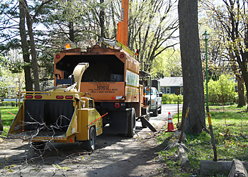 Service D'Arbres Nature - Blainville, QC Tree Services - On-Site Service Image