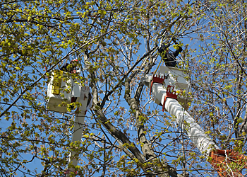 Service D'Arbres Nature - Blainville, QC Tree Services - Tree Trimming Image