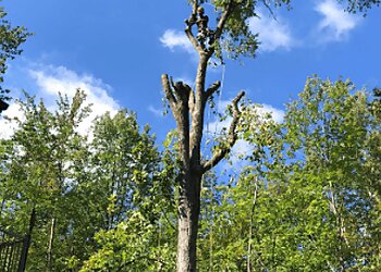 Sherbrooke tree service Service D'arbres Du Quartier