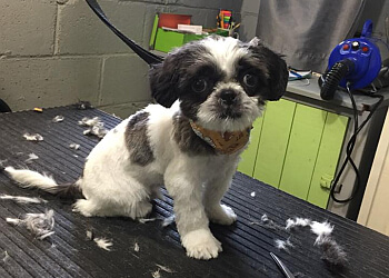 Shawinigan pet grooming Service de Toilettage Annie Dufour