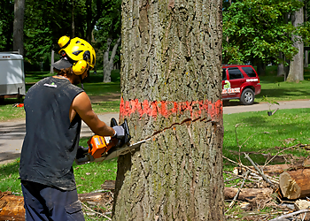 Services D'Arbres Tessier - Trois Rivieres, QC Services d'arboriculteur - Project Image