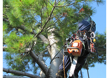 Blainville tree service Services d’arbres Nature