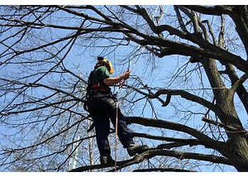Trois Rivieres tree service Services d'arbres Tessier