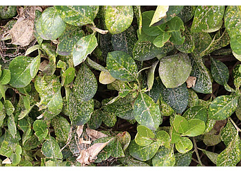 Stouffville tree service Shady Expert Tree Care Stouffville