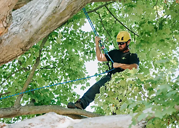 Shady Lane Expert Tree Care - Stouffville, ON Tree Services - Outdoor Work Image