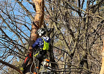 Shady Lane Expert Tree Care Shady Lane Expert Tree Care - Stouffville, ON Tree Services - Technician Portrait Image