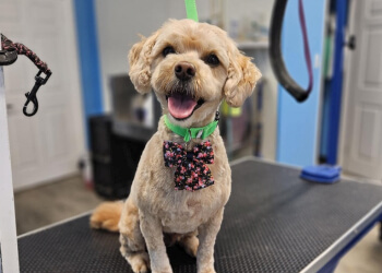 Regina Pet Grooming Shaggy Chic Grooming Boutique