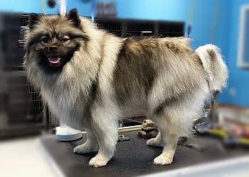 Regina Pet Grooming Shaggy Chic Grooming Boutique