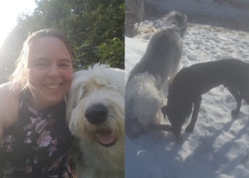 Kingston dog trainer Shaggy Dog Pet Services