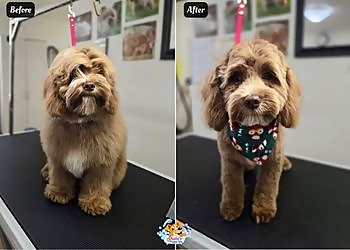 Shani's Puppy Spa - Aurora, ON Salons de Toilettage Pour Animaux De Compagnie - Project Image