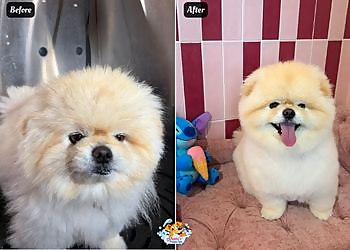 Shani's Puppy Spa - Aurora, ON Salons de Toilettage Pour Animaux De Compagnie - Field Work Image