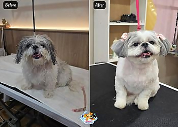 Shani's Puppy Spa Shani's Puppy Spa - Aurora, ON Salons de Toilettage Pour Animaux De Compagnie - Service Image