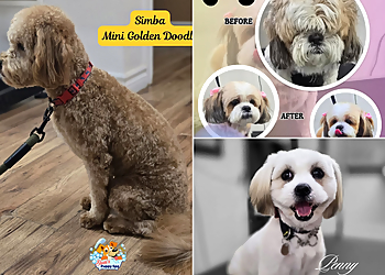 Newmarket pet grooming Shani's Puppy Spa