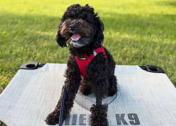 Shield K9 Ottawa - Ottawa, ON Dog Trainers - Puppy Image