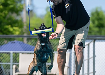 Shield K9 Ottawa Shield K9 Ottawa - Ottawa, ON Dog Trainers - Dog Training Image