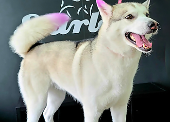 Whitby pet grooming Shirley's K9 Klippery