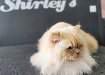 Whitby pet grooming Shirley's K9 Klippery