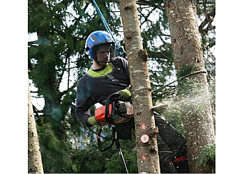 New Westminster tree service Silverback Treeworks Ltd.