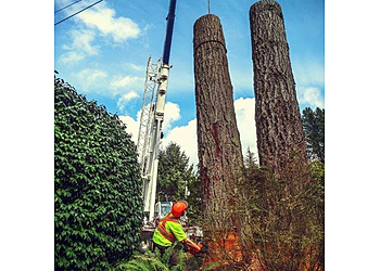 New Westminster tree service Silverback Treeworks Ltd.