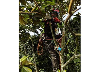 North Vancouver Services d'arboriculteur Silverback Treeworks Ltd.