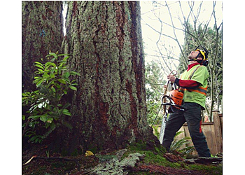 North Vancouver Services d'arboriculteur Silverback Treeworks Ltd.