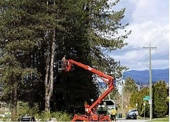 North Vancouver Services d'arboriculteur Silverback Treeworks Ltd.