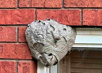 Simcoe PestX Pest Control and Exterminator Barrie - Barrie, ON Services d'extermination de parasites - Wasp Control Image