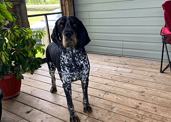 Moncton dog trainer Simply DogTalk