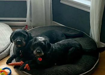 Simply DogTalk - Moncton, NB Dresseurs De Chiens - Dog Training Session Image