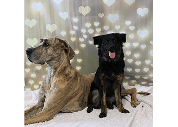 Moncton dog trainer Simply DogTalk