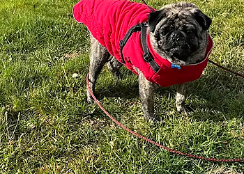 Simply DogTalk Simply DogTalk - Moncton, NB Dresseurs De Chiens - Dog Training Image