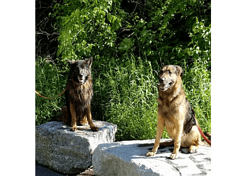 Halton Hills dog trainer Sit Happens