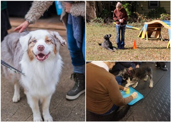 Halton Hills dog trainer Sit Happens