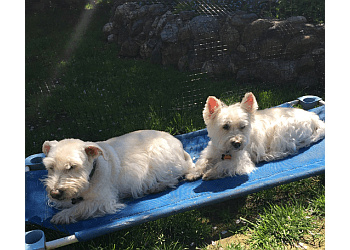 Port Coquitlam dog trainer Sit Happens Dog Training