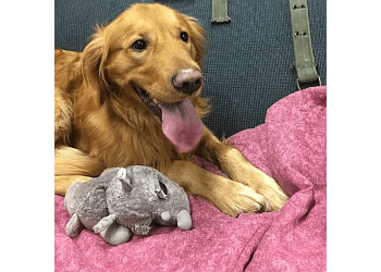 Port Coquitlam dog trainer Sit Happens Dog Training