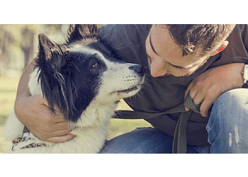 Ajax dog trainer Sit Means Sit Ajax